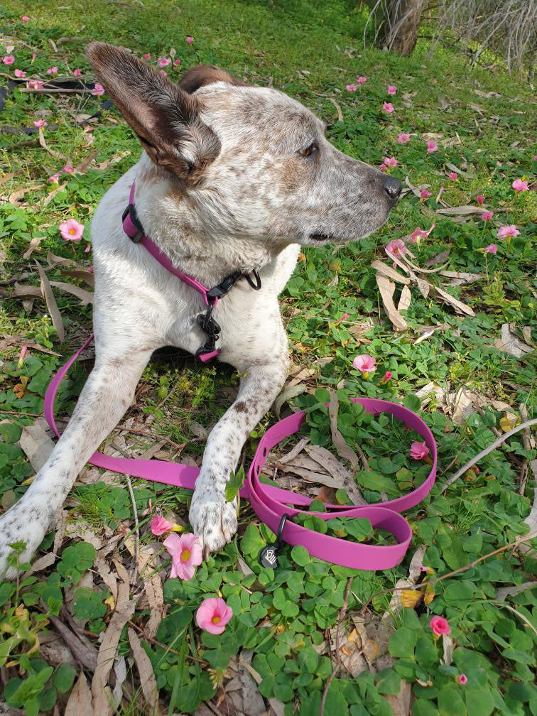 purple fuchsia lead + collar