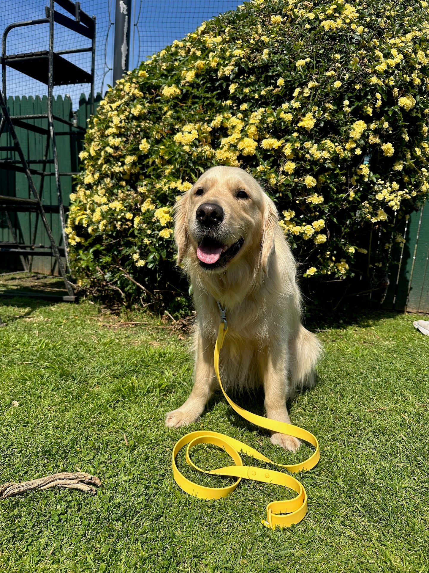 Mango Yellow Waterproof Lead