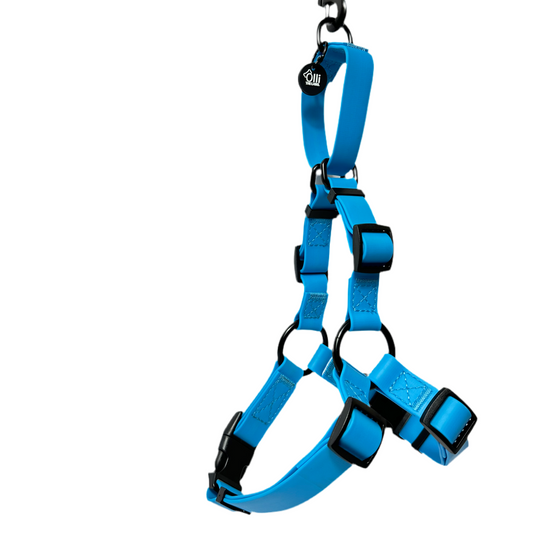 olli blue harness