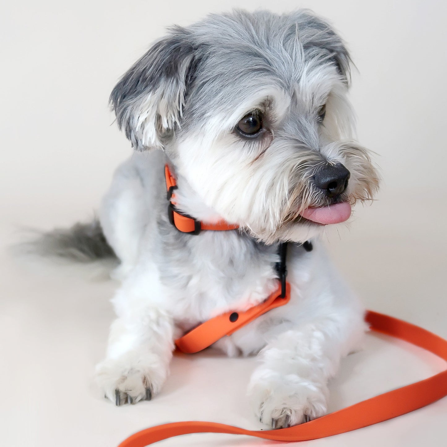 neon orange lead + collar