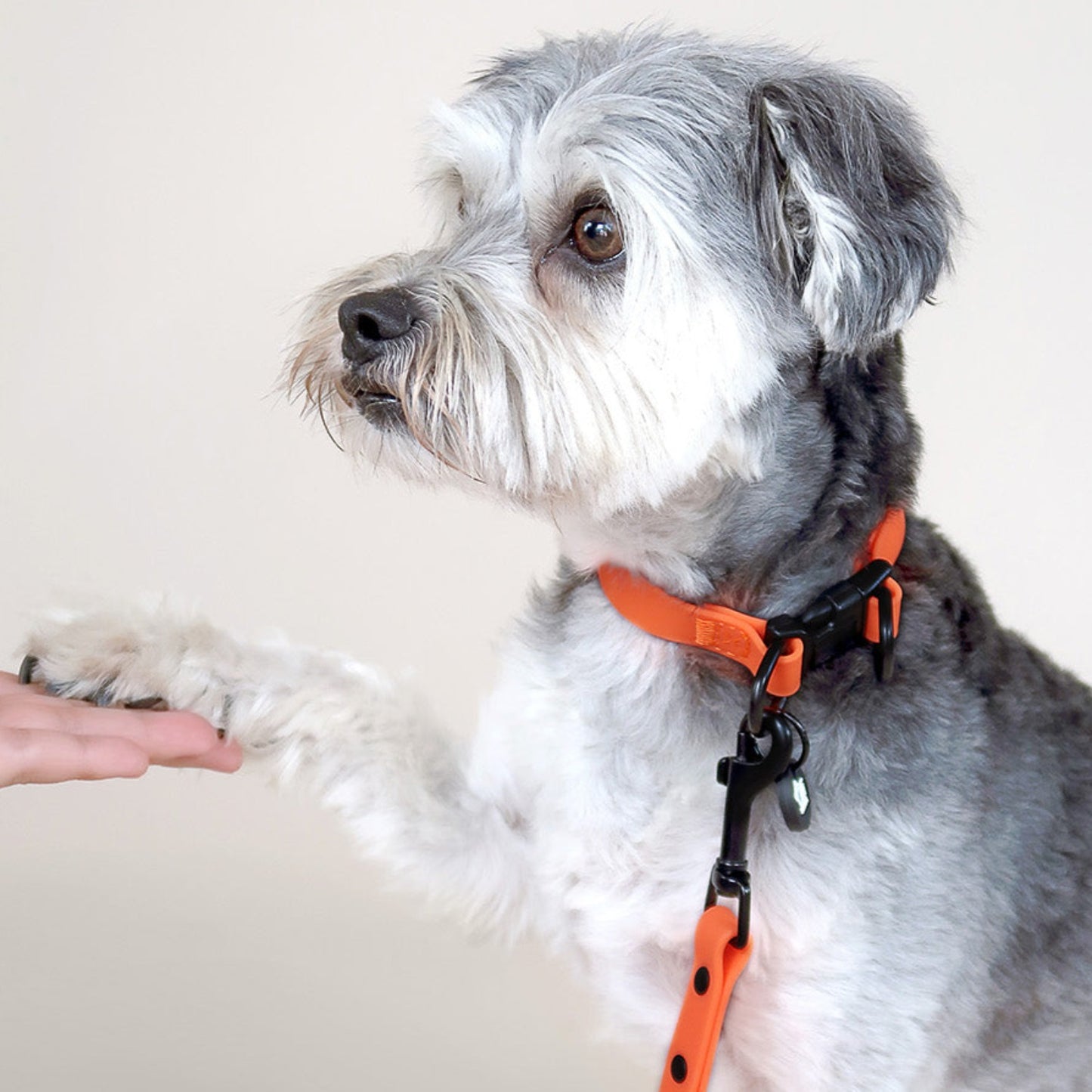 neon orange lead + collar