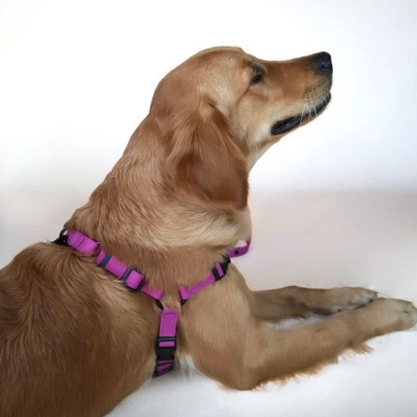 purple fuchsia harness