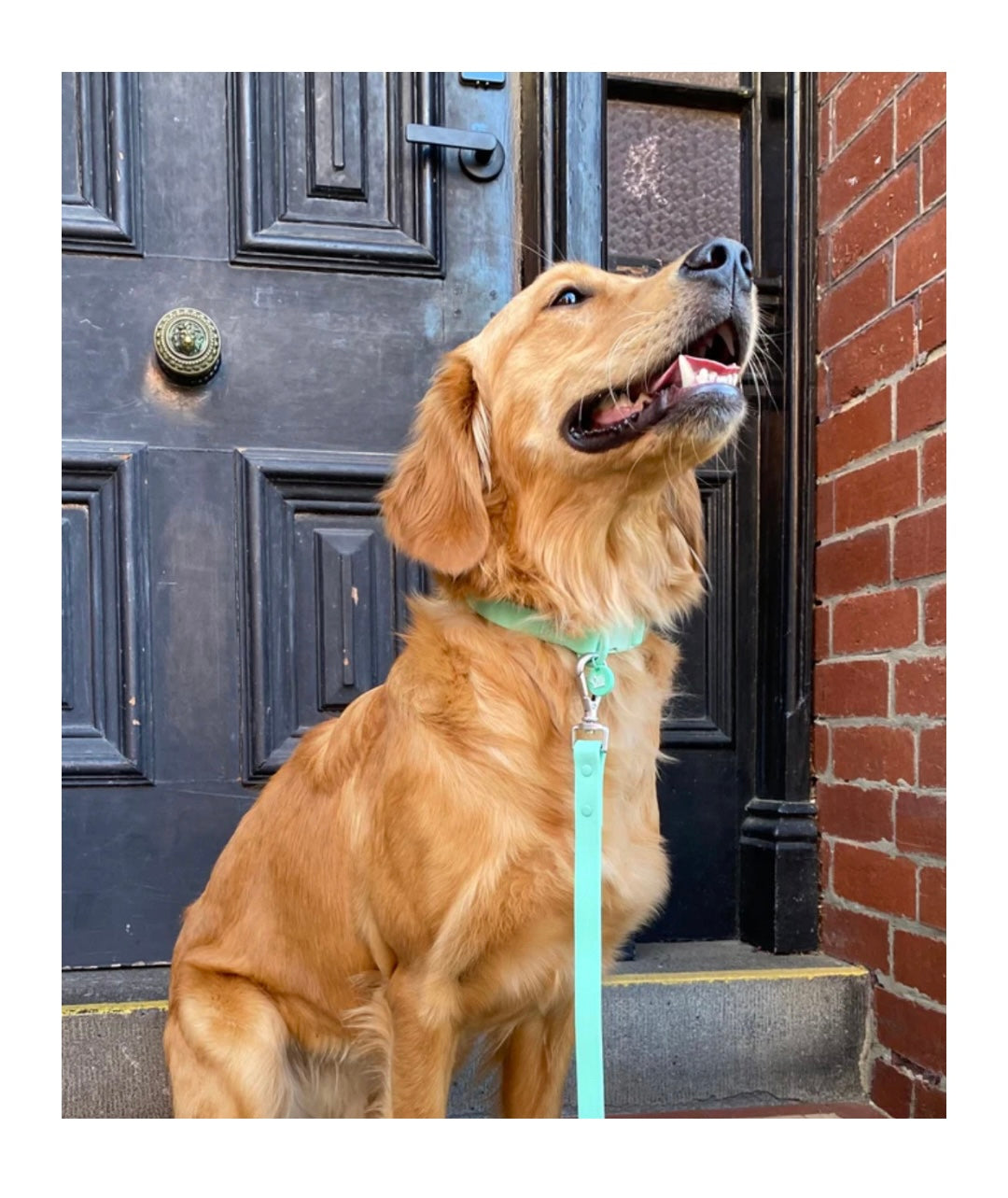 Lead + Collar Bundle- Turquoise