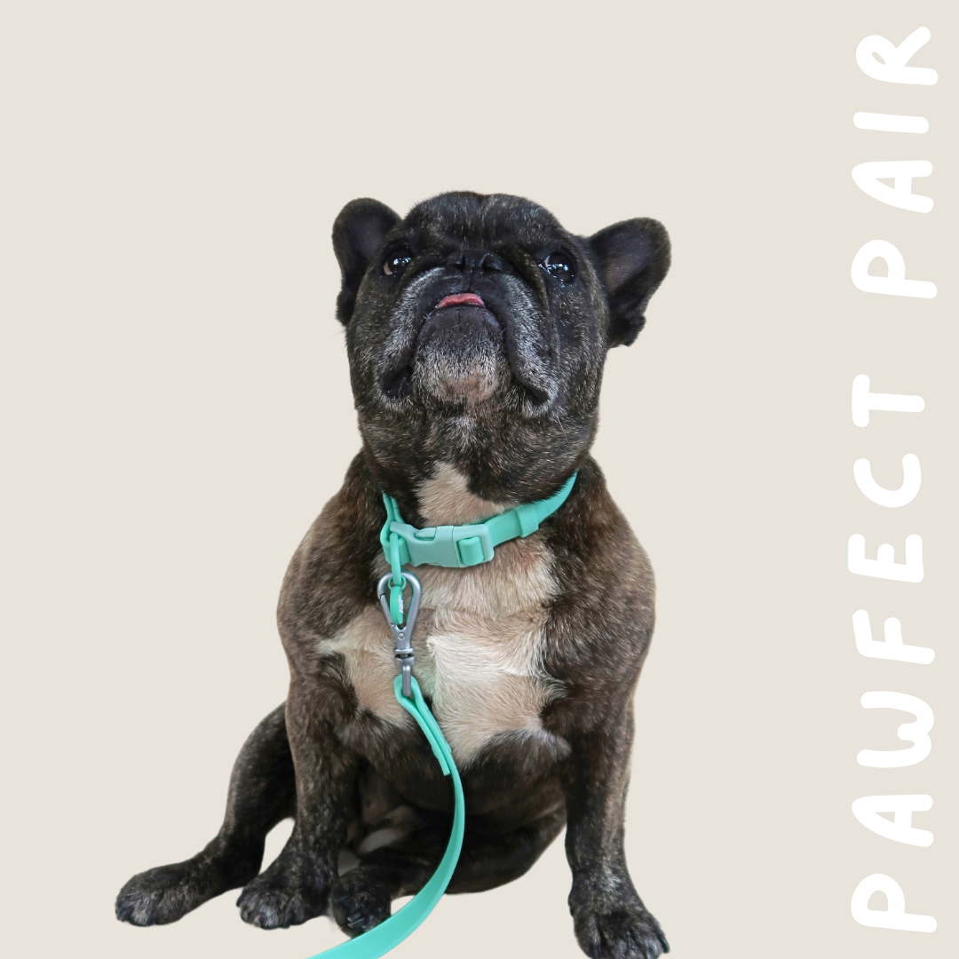 Half set- Lead & Collar