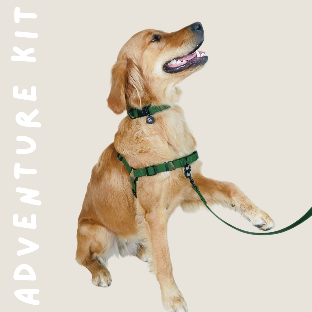 Full set- Lead, Collar, Harness & Seat belt