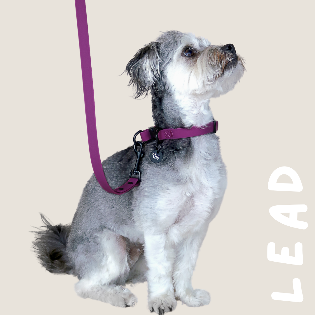 Leads