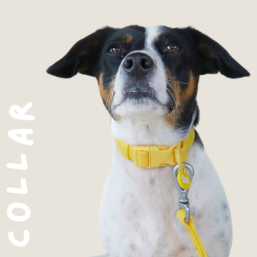 Collars