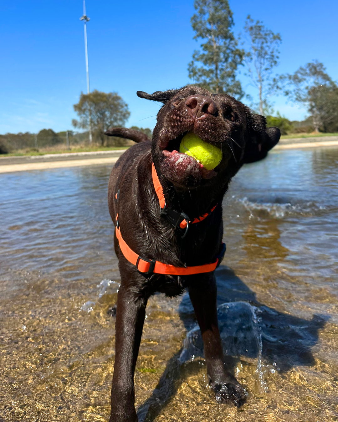 Waterproof Harnesses