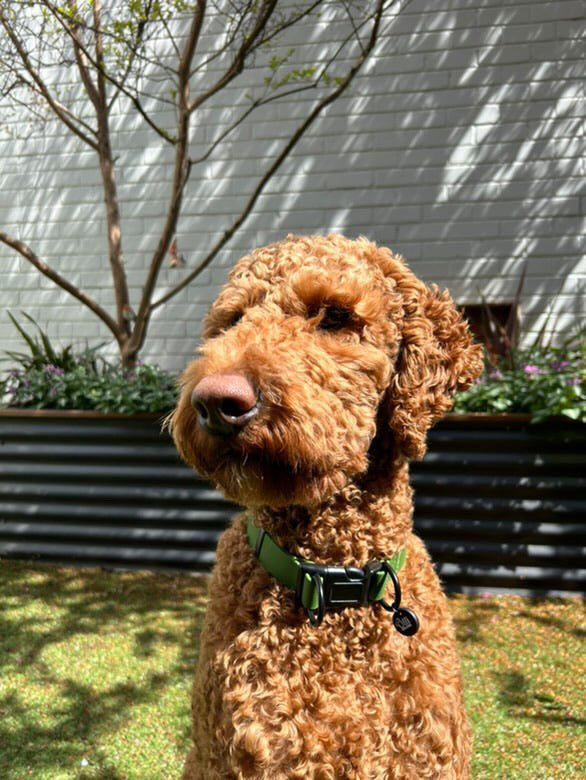 Lead + Collar Bundle- Camo Green