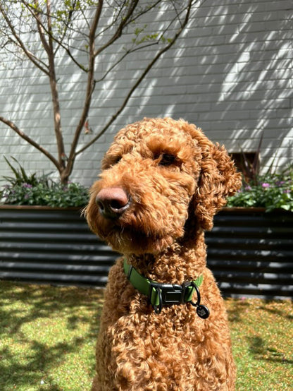 Lead + Collar Bundle- Camo Green