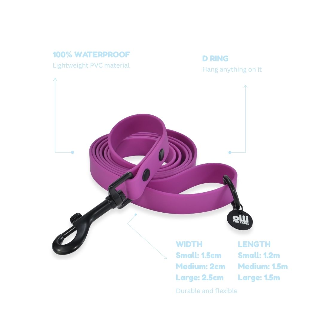 Lead + Harness Bundle- Purple Fuchsia