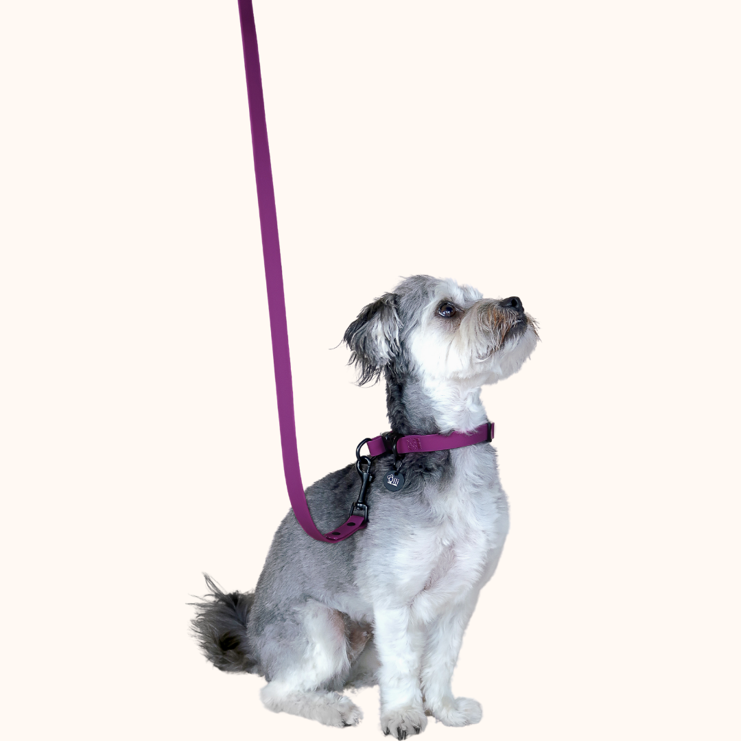 purple fuchsia lead + collar