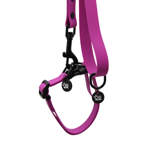 Waterproof Dog Lead and Collar Set – Purple Fuchsia