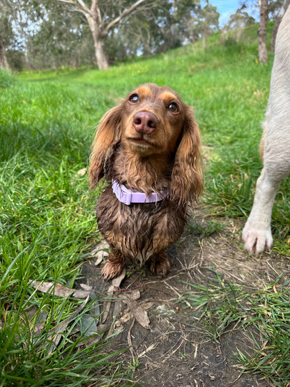Waterproof Dog Lead and Collar Set – Lavender Bloom