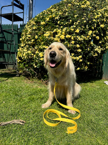 Mango Yellow Waterproof Lead