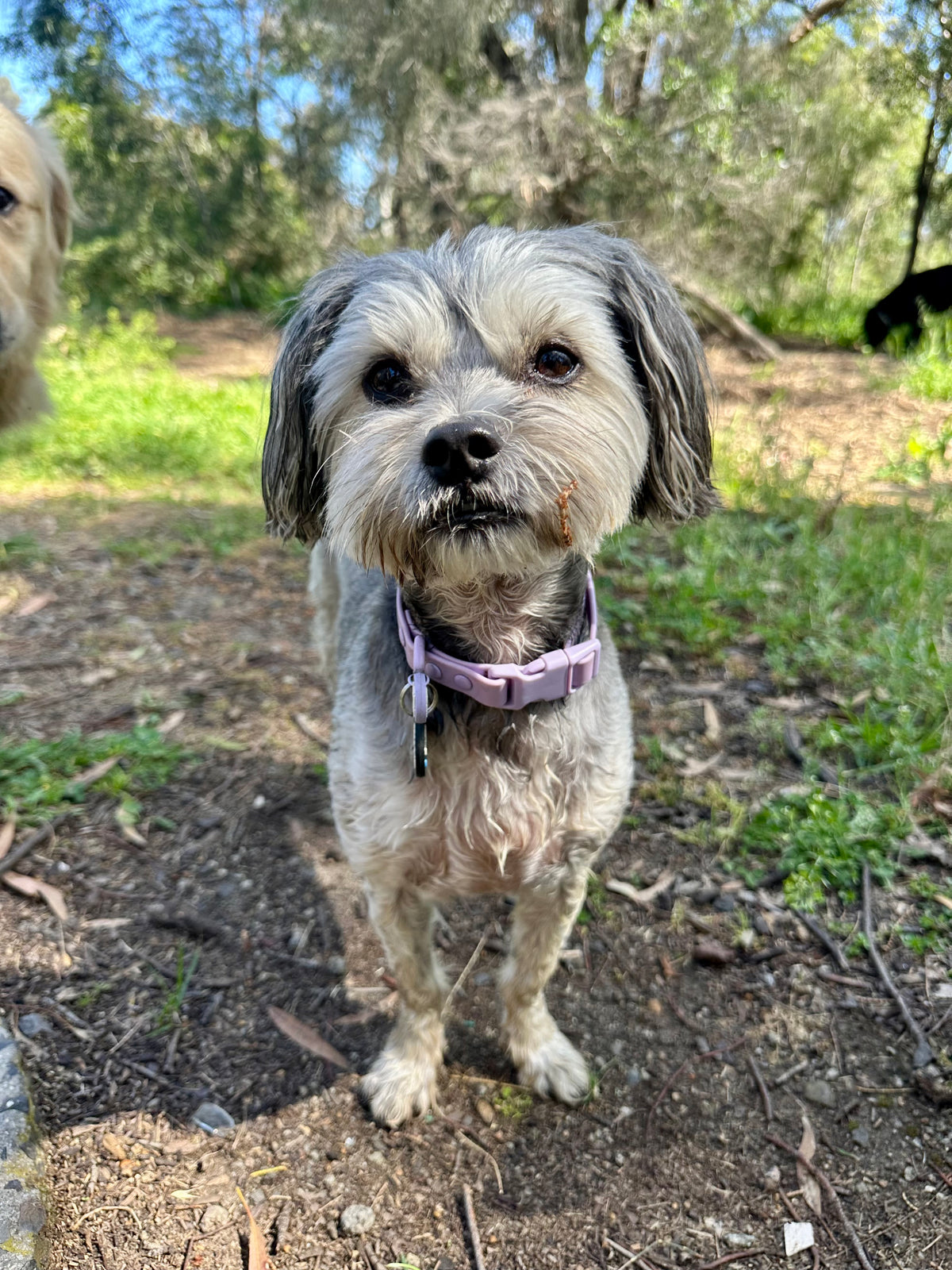 Olli- Lavender Bloom PVC Waterproof Collar