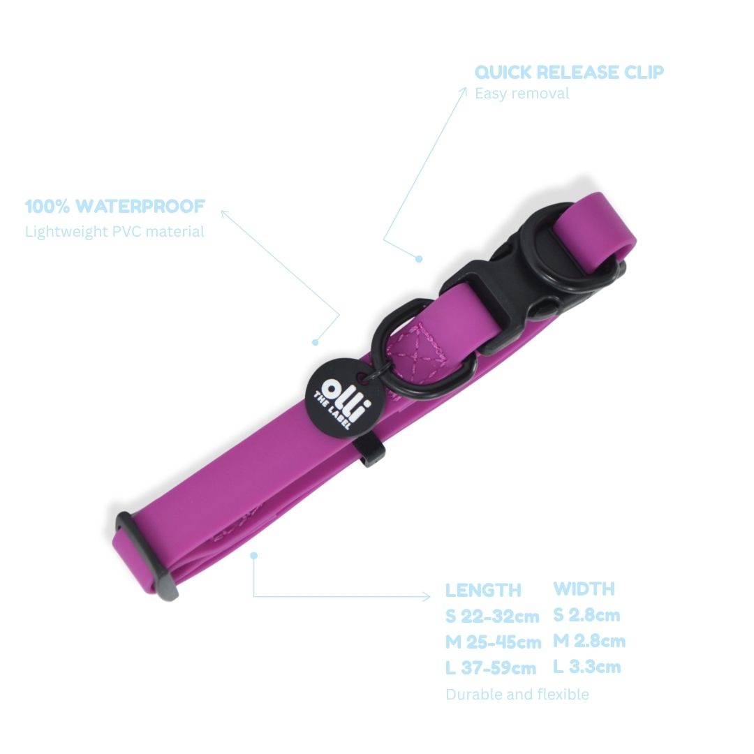 Lead + Collar Bundle- Purple Fuchsia