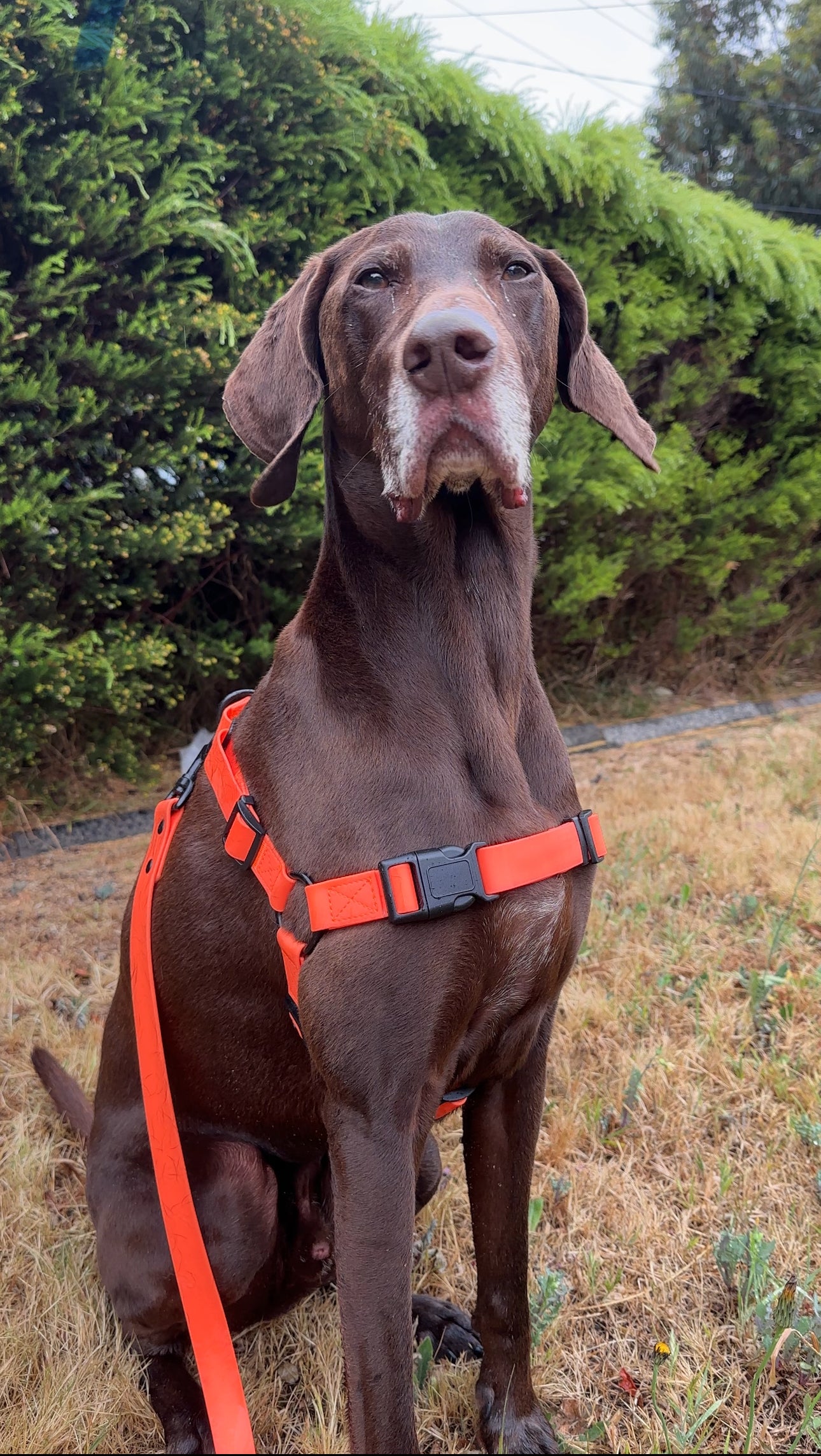 Waterproof Dog Harness – Neon Orange – Adjustable