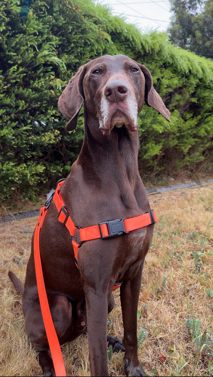 Waterproof Dog Harness – Neon Orange – Adjustable