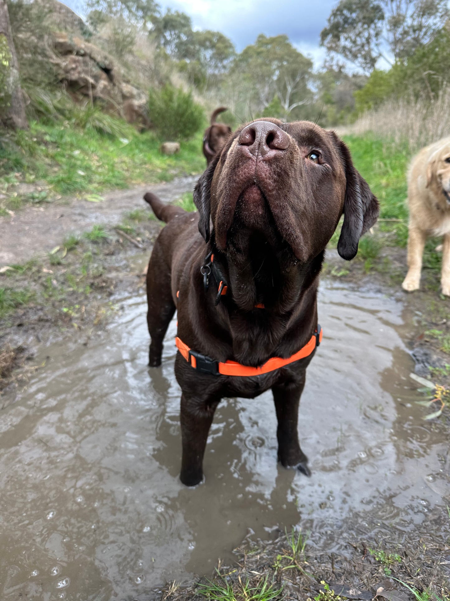 Neon Orange Waterproof Full Set- Lead + Collar + Harness + Seat Belt