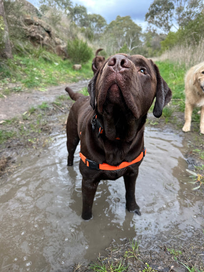 Neon Orange Waterproof Full Set- Lead + Collar + Harness + Seat Belt