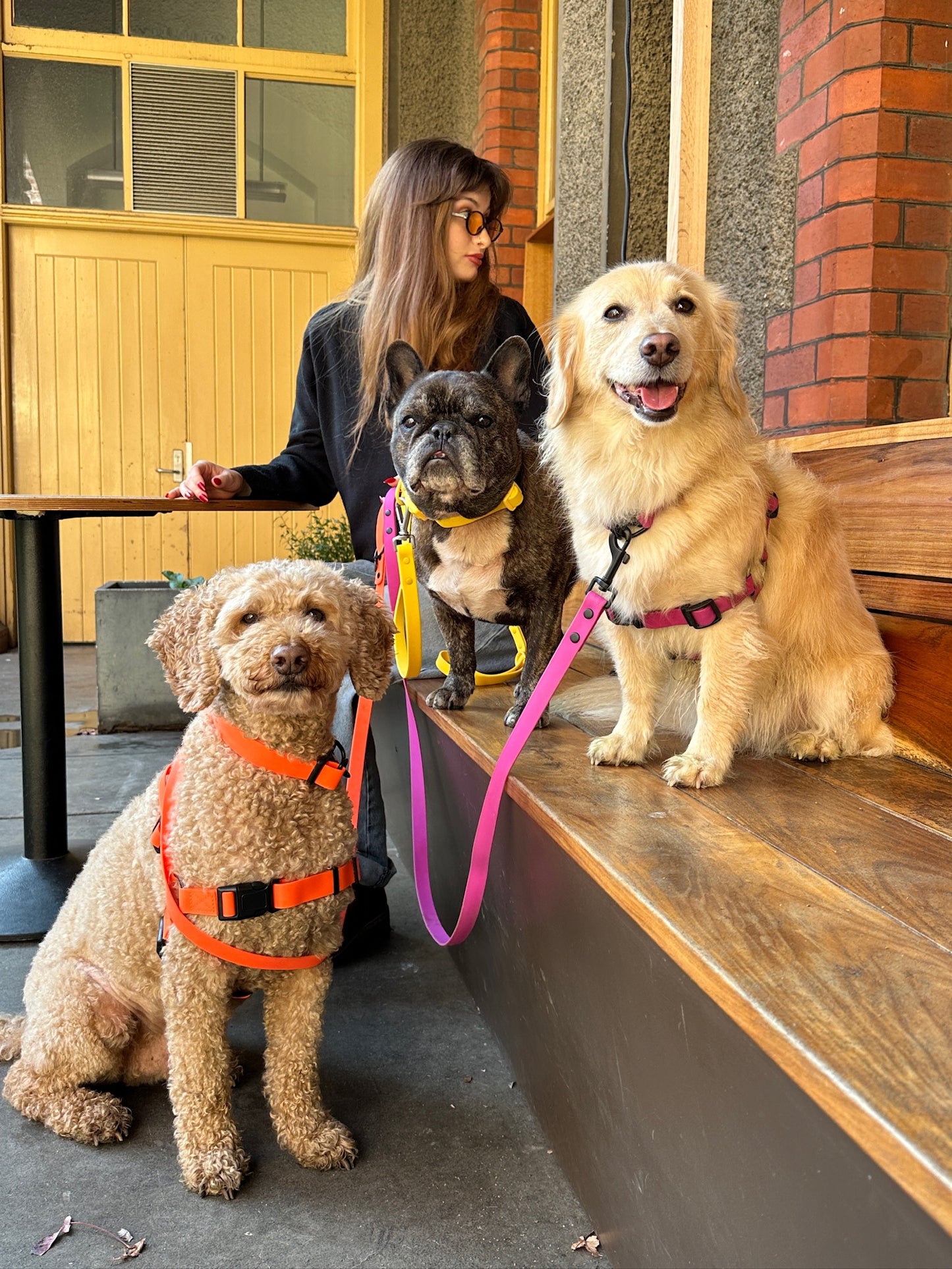 Lead + Harness Bundle- Neon Orange