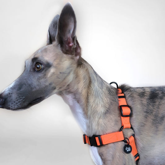 Waterproof Dog Harness – Neon Orange – Adjustable