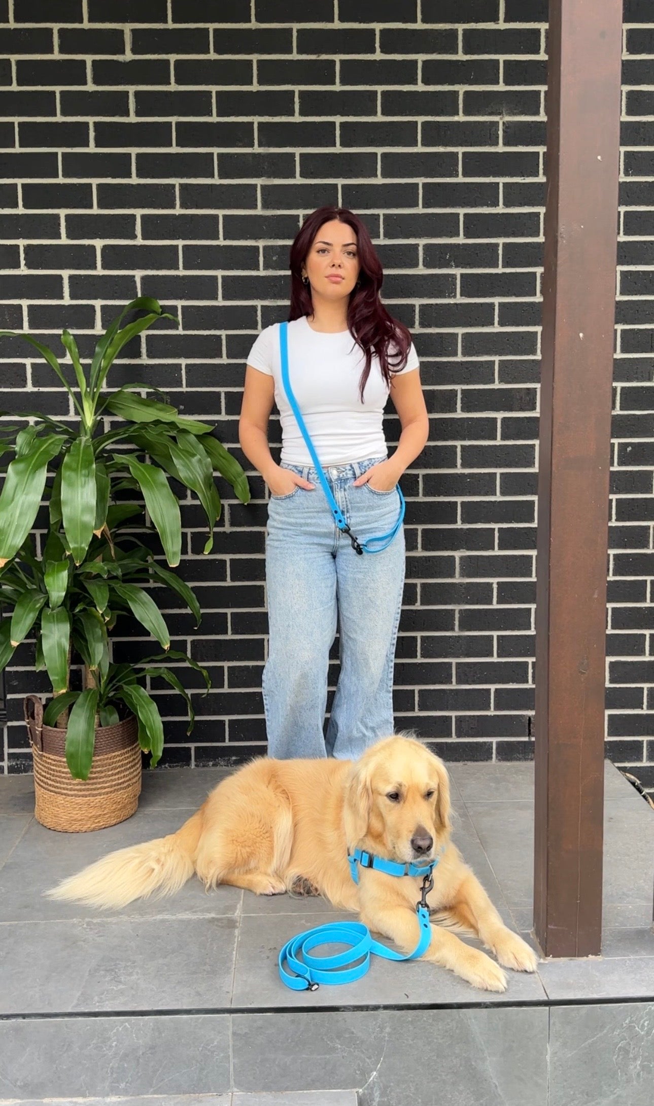 Waterproof Dog Harness and Lead Set – Olli Blue