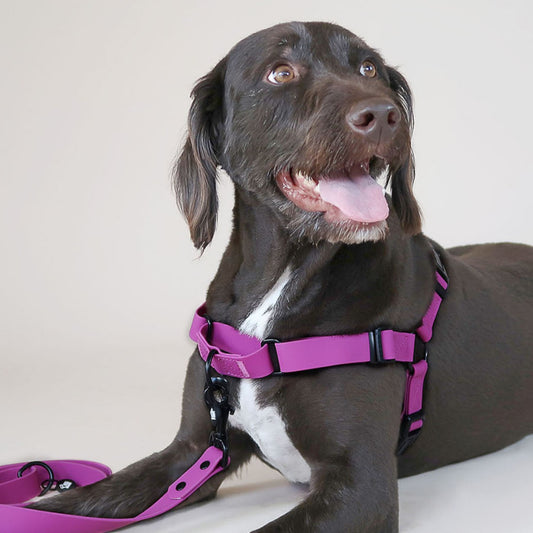 Waterproof Dog Harness – Purple Fuchsia – Adjustable