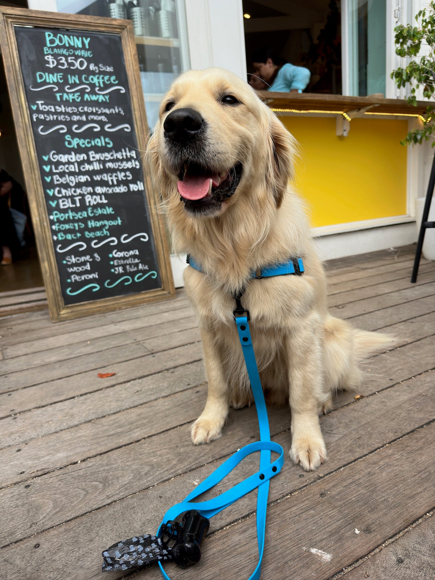 Waterproof Dog Lead and Collar Set – Olli Blue