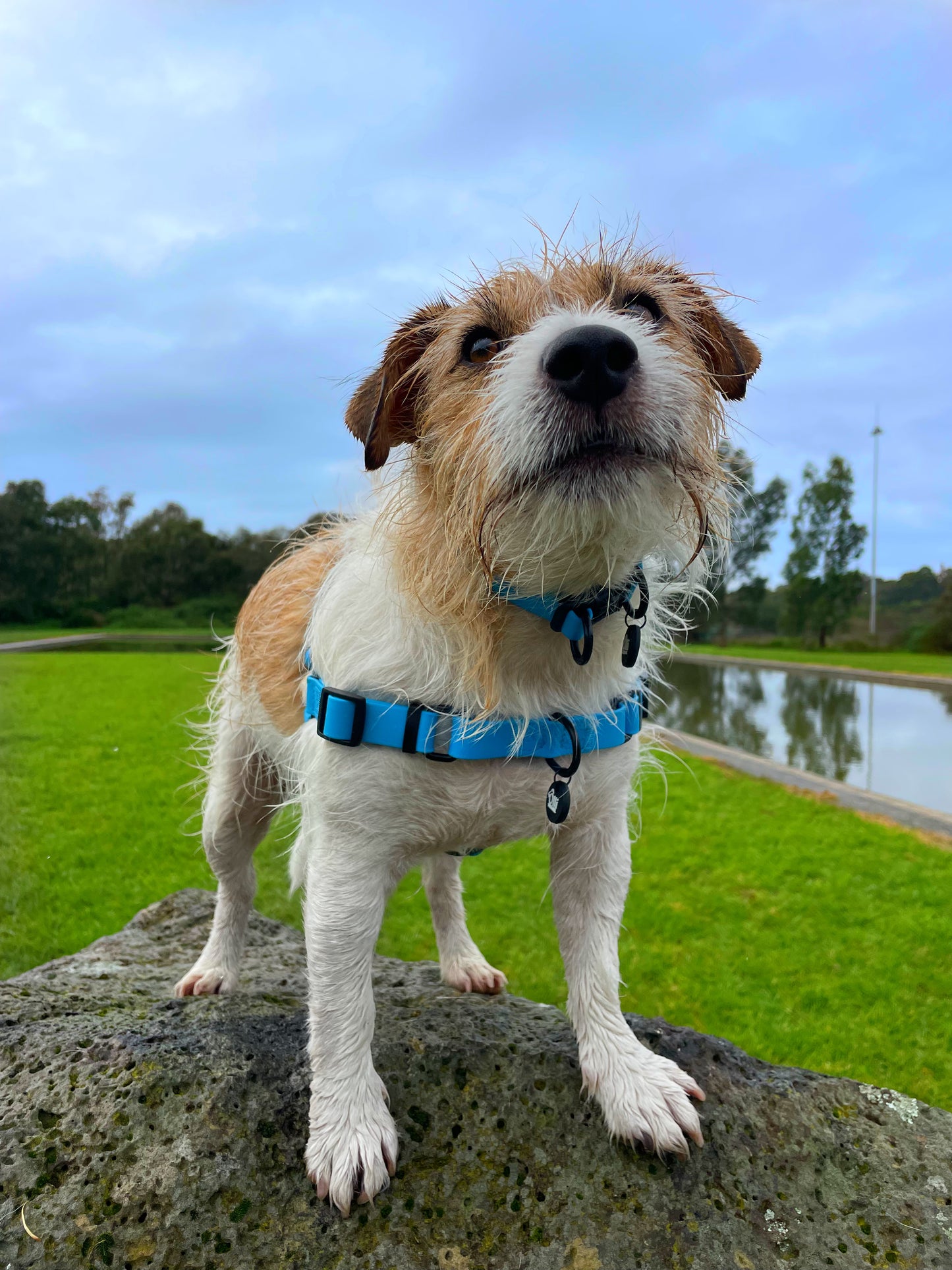Olli Blue Waterproof Full Set- Lead + Collar + Harness + Seat Belt