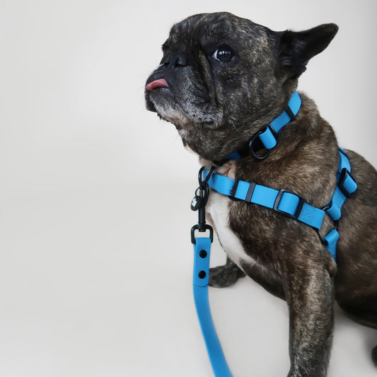 Waterproof Dog Harness – Olli Blue – Adjustable