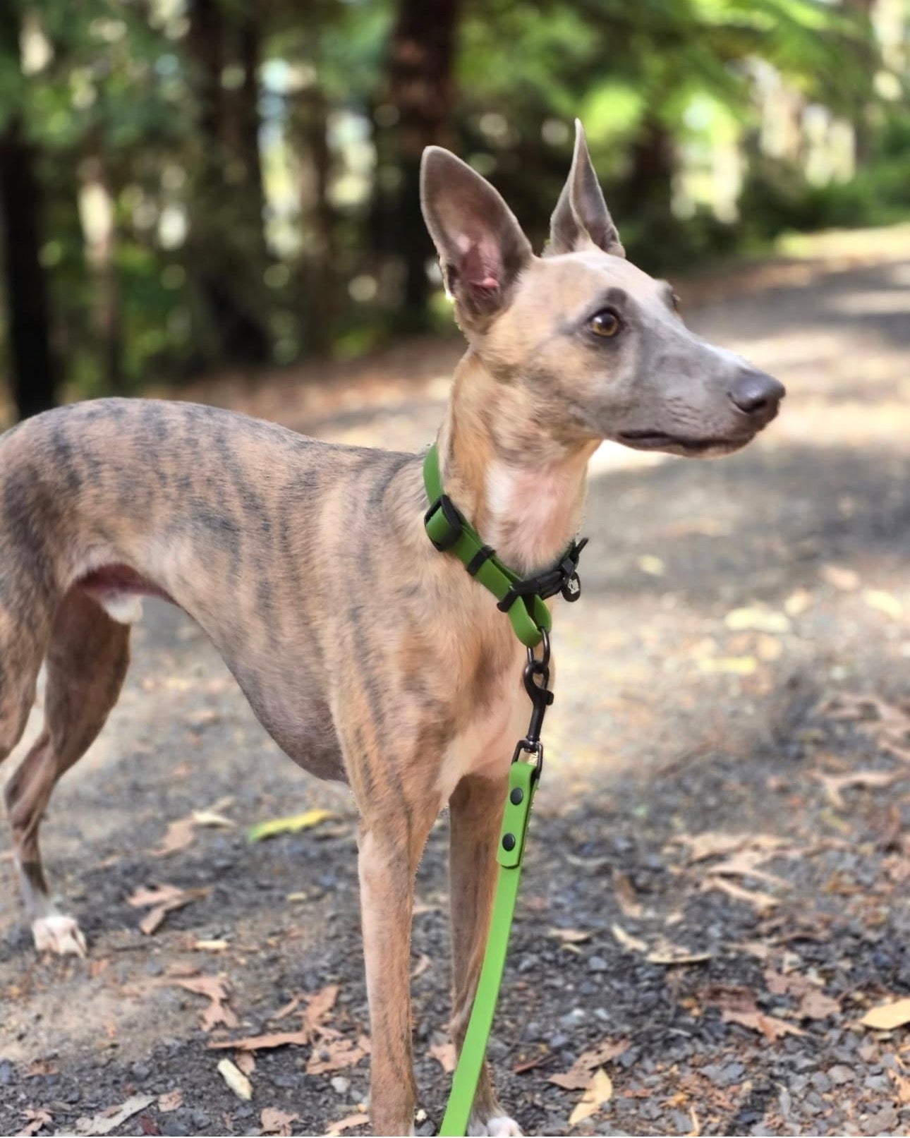 Waterproof Dog Collar – Camo Green