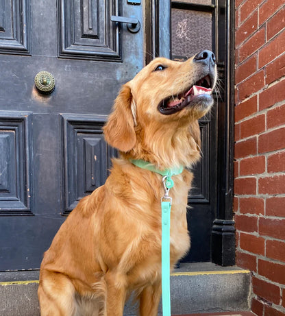 Everyday Set - Lead + Collar + Poop Bag Bundle - Turquoise