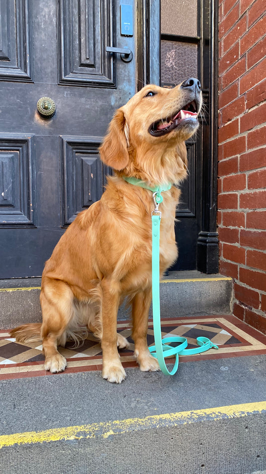 Waterproof Dog Lead – Turquoise
