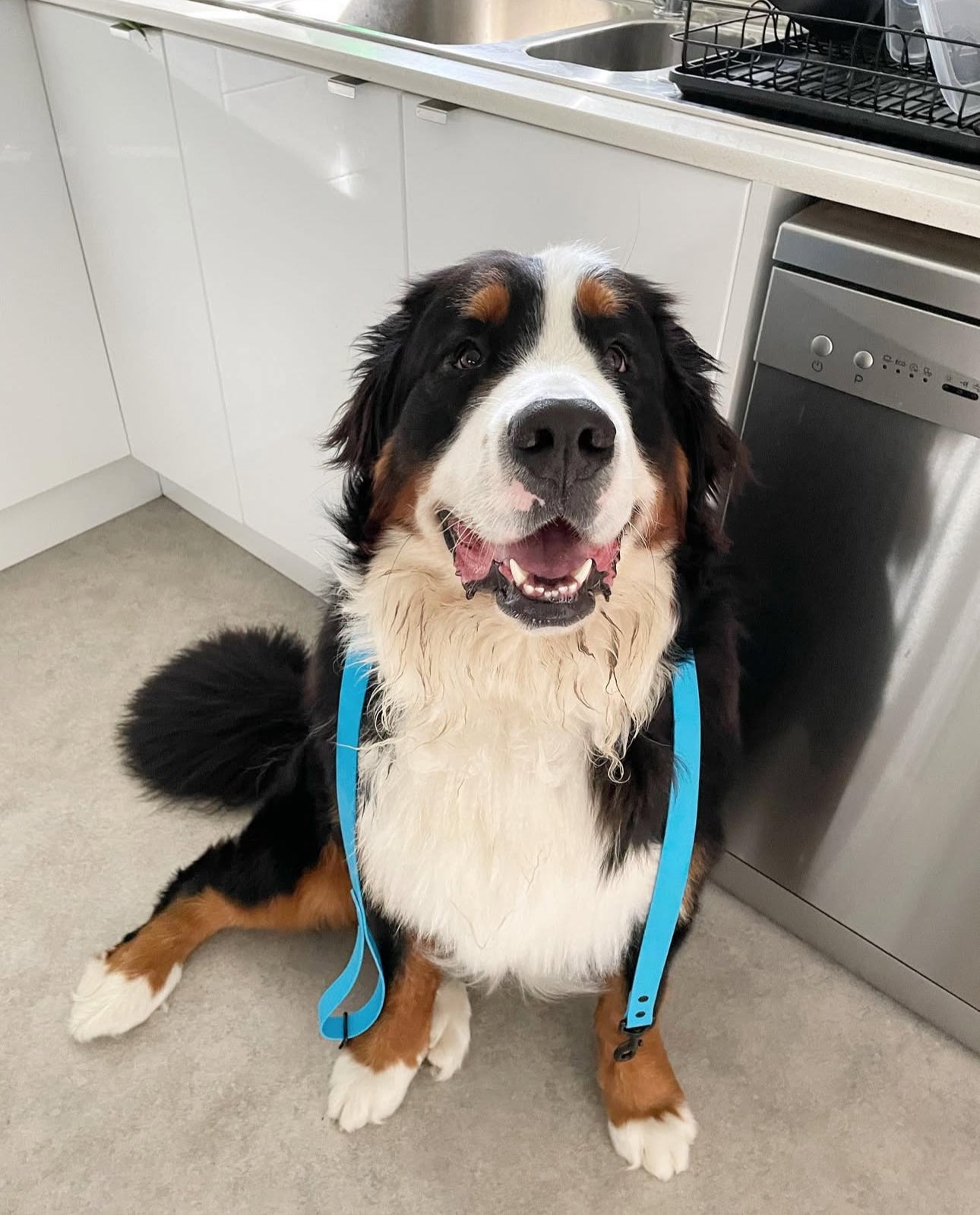 Lead + Collar Bundle- Olli Blue