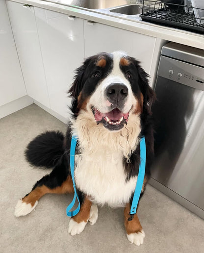 Lead + Collar Bundle- Olli Blue