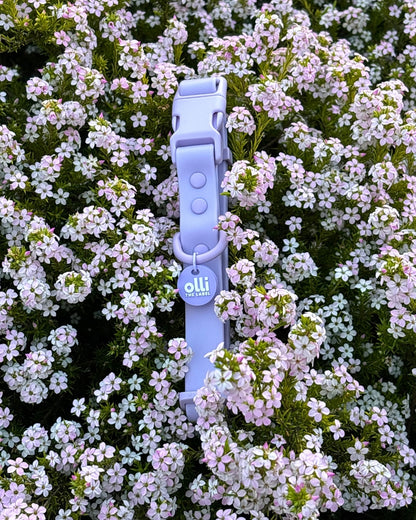 Olli- Lavender Bloom PVC Waterproof Collar