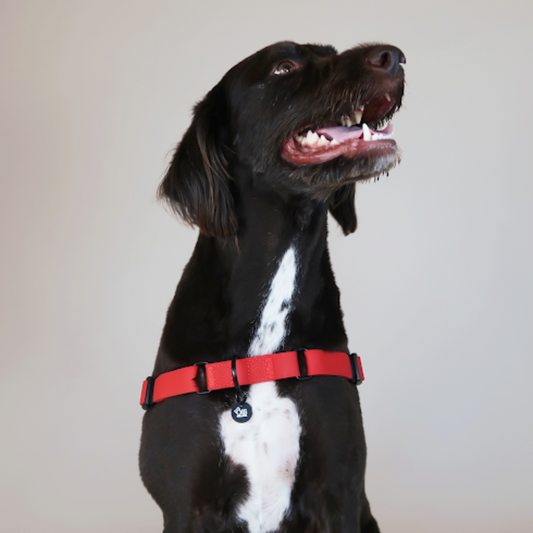 Waterproof Dog Harness – Candy Red – Adjustable