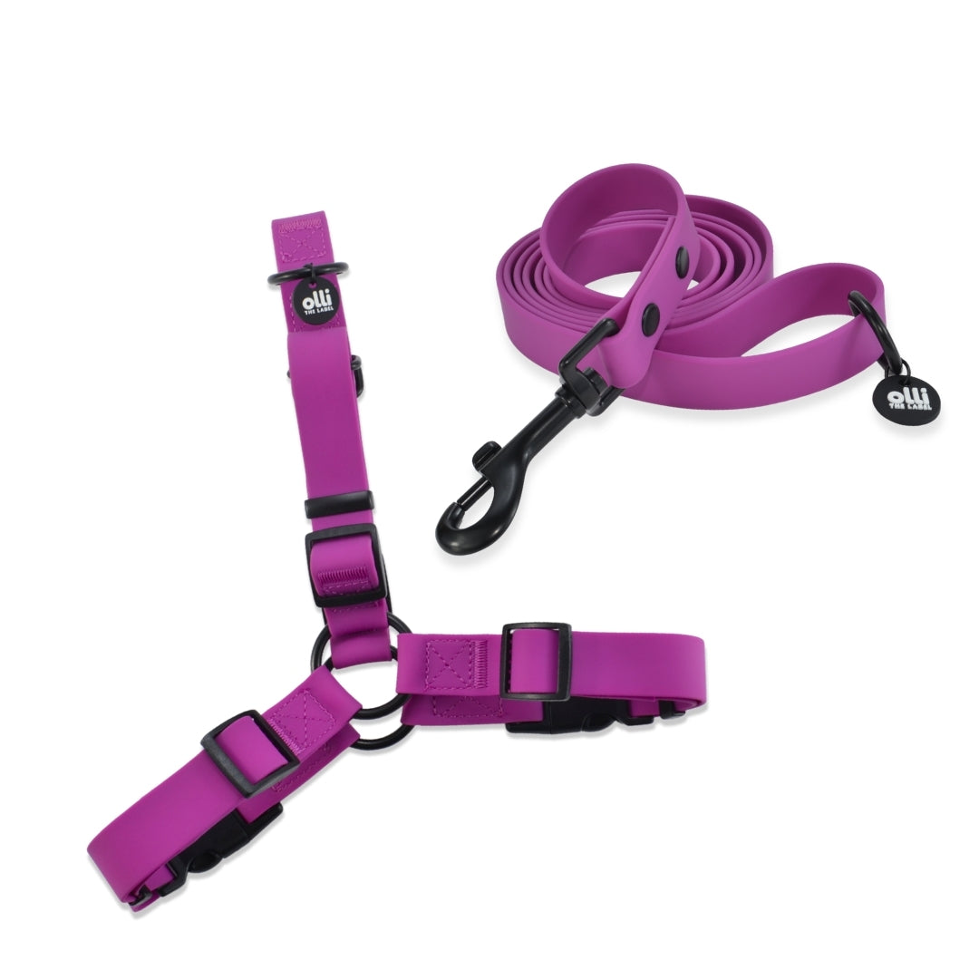 Lead + Harness Bundle- Purple Fuchsia