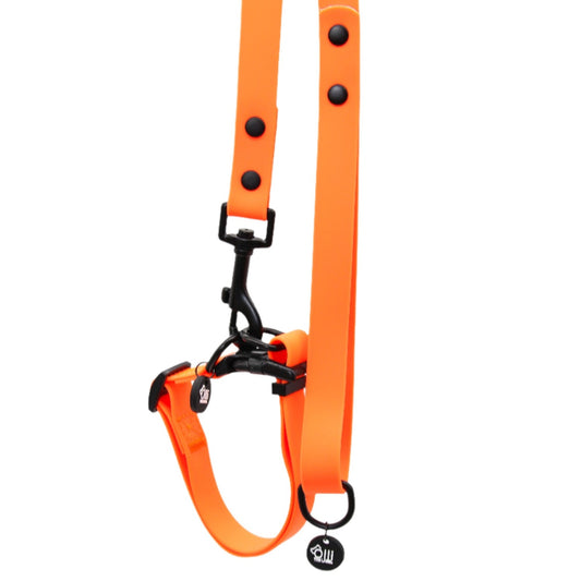 neon orange lead + collar