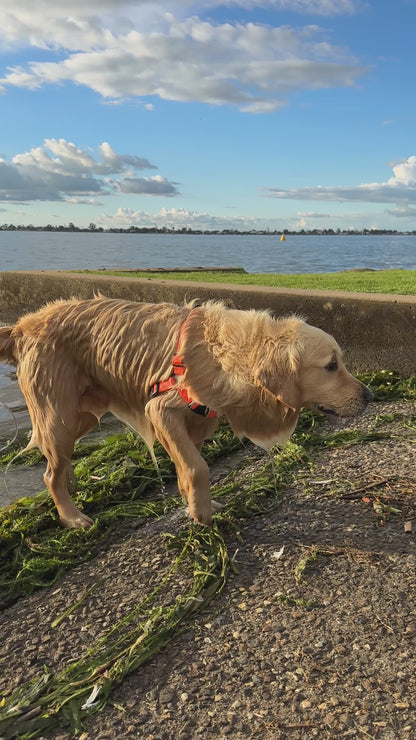 Olli Waterproof PVC Dog Harness – Neon Orange – Adjustable