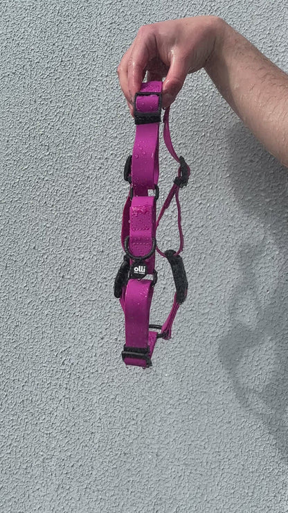 Beach Day Set - Lead + Harness Bundle - Purple Fuchsia