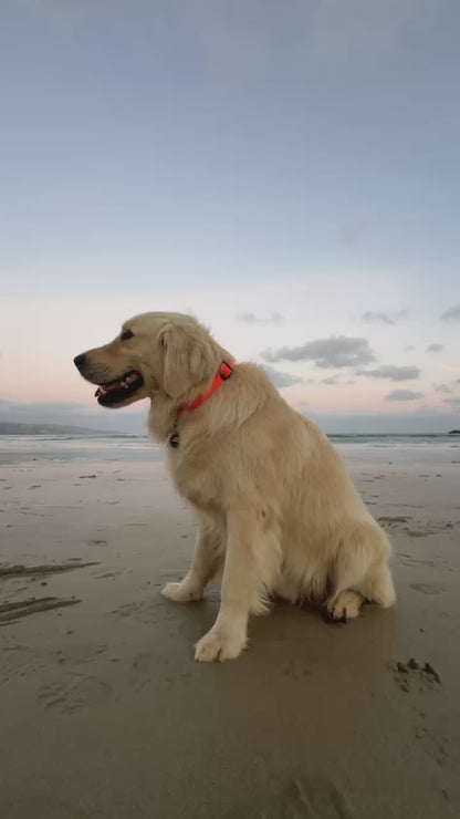 Waterproof Dog Collar – Neon Orange