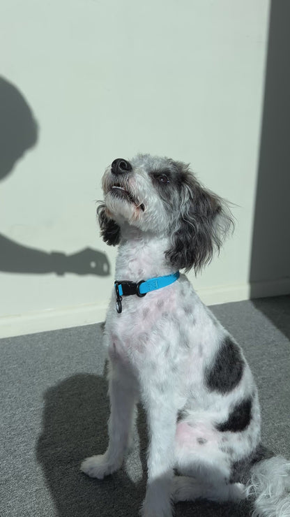 Olli Blue Waterproof Collar