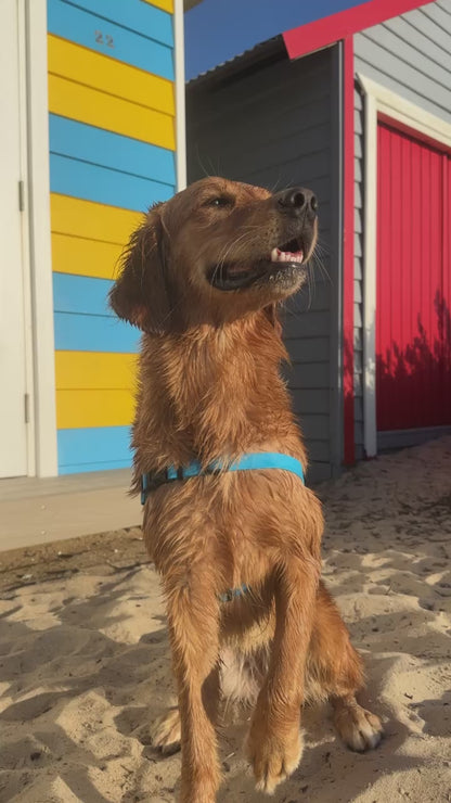 Waterproof Dog Harness and Lead Set – Olli Blue