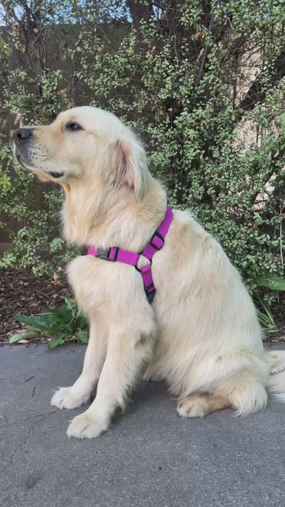Waterproof Dog Harness and Lead Set – Purple Fuchsia