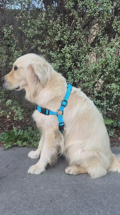Waterproof Dog Harness and Lead Set – Olli Blue