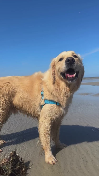 Olli Blue Waterproof Harness