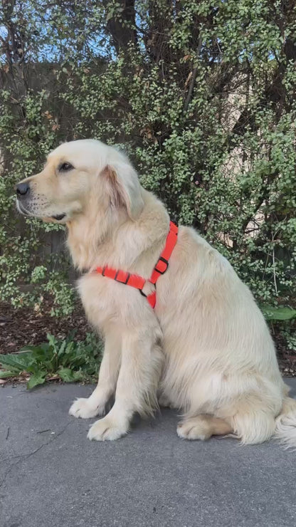 Waterproof Dog Collar Harness Lead Set – Neon Orange